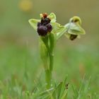 Ophrys bombyliflora