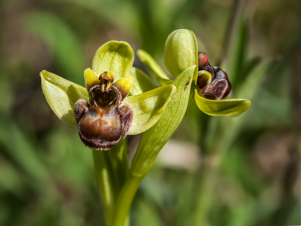 Ophrys bombyliflora