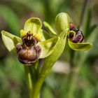 Ophrys bombyliflora