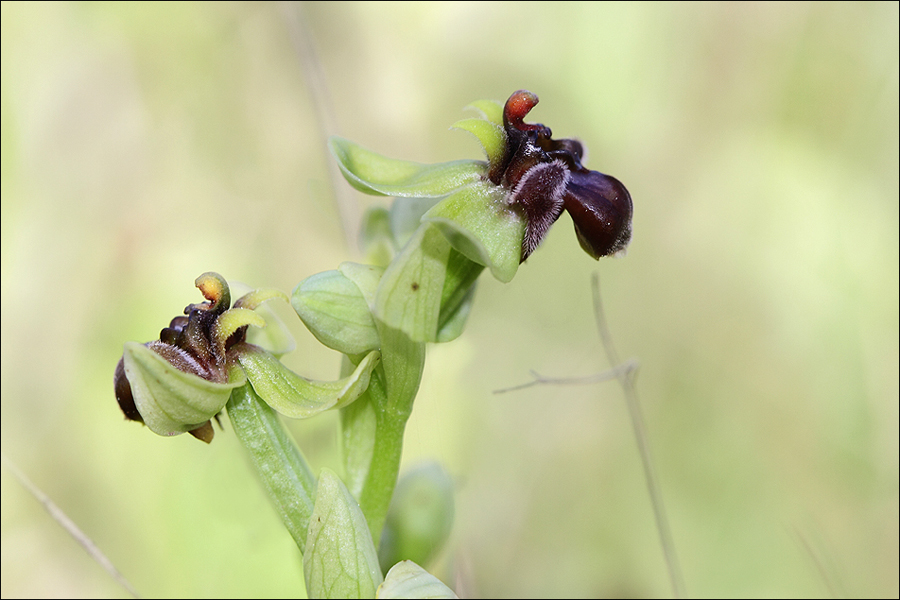 Ophrys Bombyliflora 