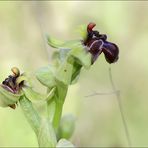 Ophrys Bombyliflora 