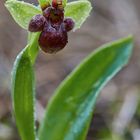 Ophrys bombyliflora