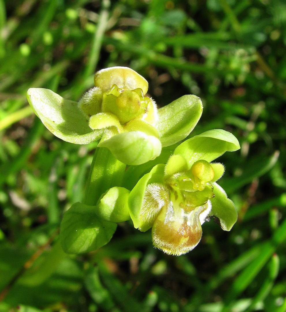 Ophrys bombyliflora, gelb