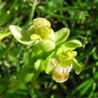 Ophrys bombyliflora, gelb