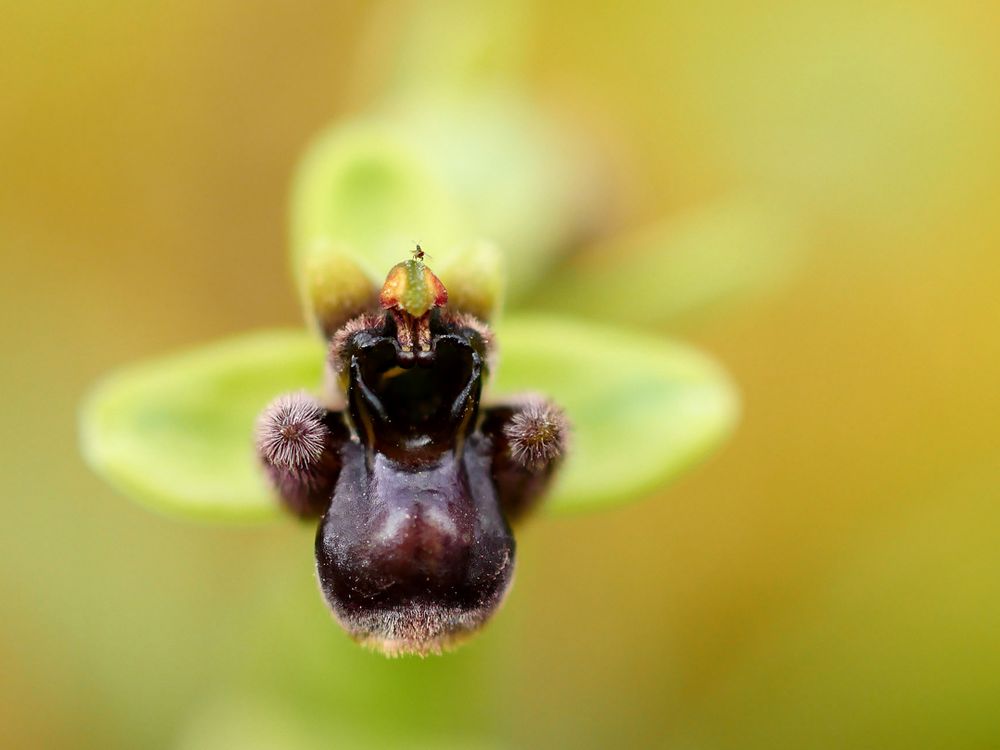 Ophrys bombyliflora, Hummelschweber-Ragwurz, Drohnen-Ragwurz