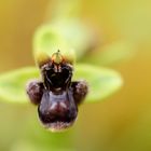 Ophrys bombyliflora, Hummelschweber-Ragwurz, Drohnen-Ragwurz