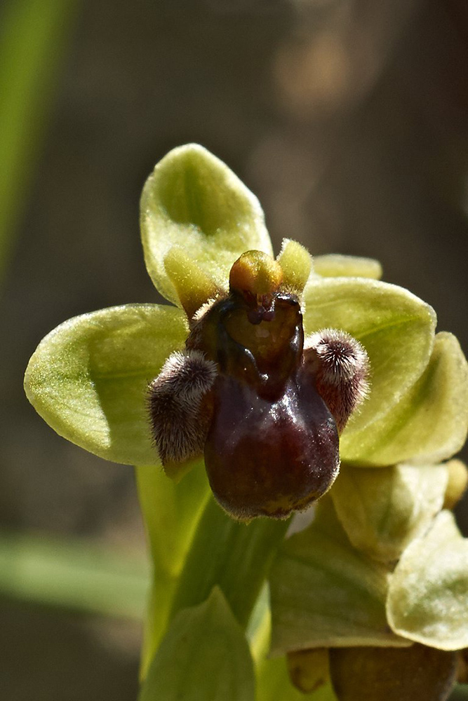 Ophrys bomyliflora (Drohnen-Ragwurz)