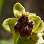 Ophrys bomyliflora (Drohnen-Ragwurz)