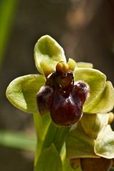 Ophrys bomyliflora (Drohnen-Ragwurz)