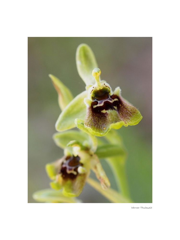 Ophrys bornmuelleri