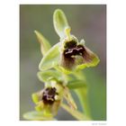 Ophrys bornmuelleri