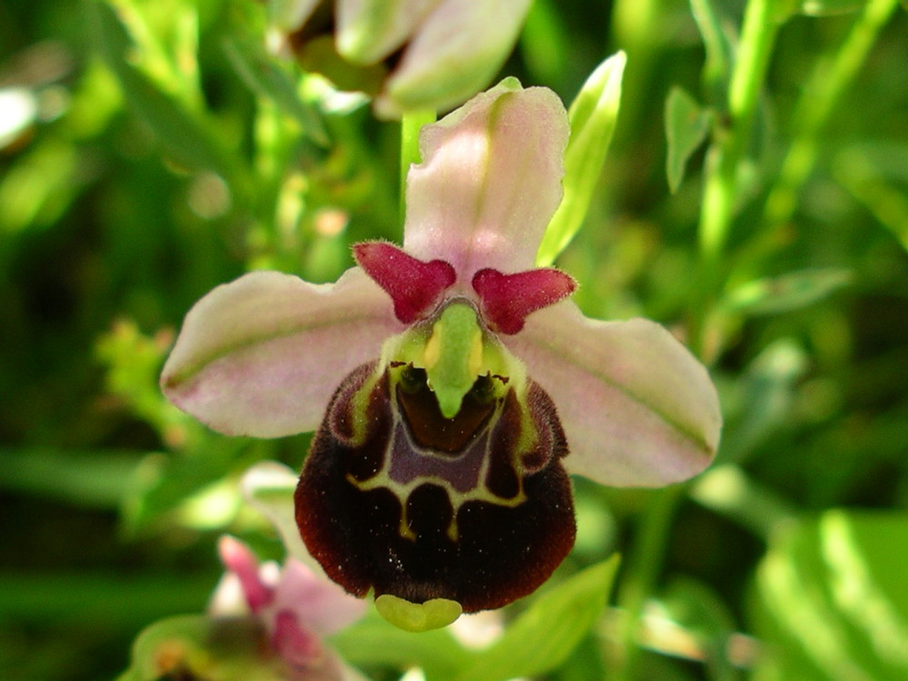 ophrys bourdon