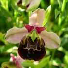 ophrys bourdon