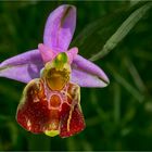 Ophrys bourdon