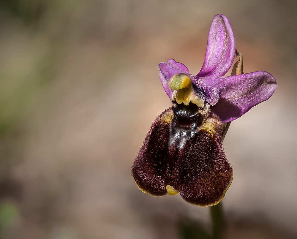 Ophrys chestermanii