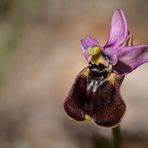 Ophrys chestermanii