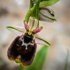 Ophrys chestermanii