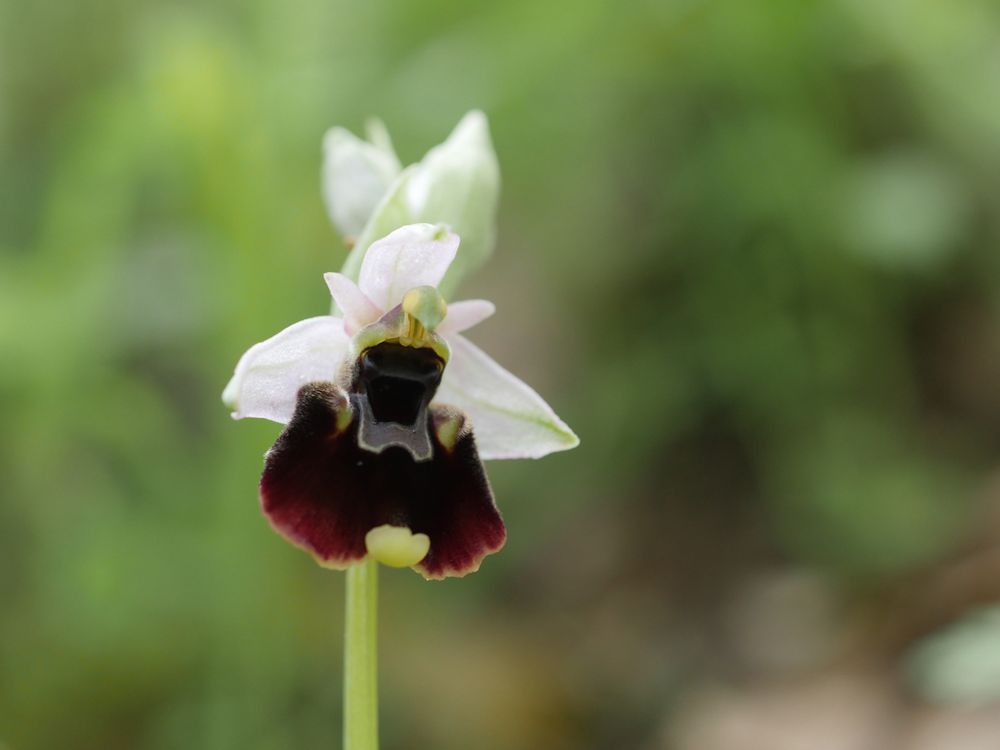 Ophrys chestermanii, Chestermans Ragwurz