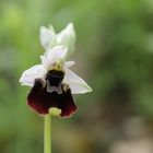 Ophrys chestermanii, Chestermans Ragwurz