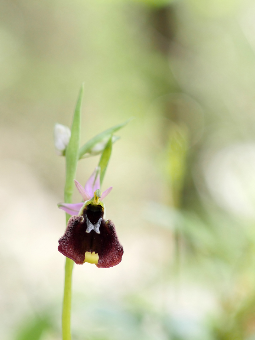 	Ophrys chestermanii, Chestermans Ragwurz