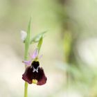 	Ophrys chestermanii, Chestermans Ragwurz