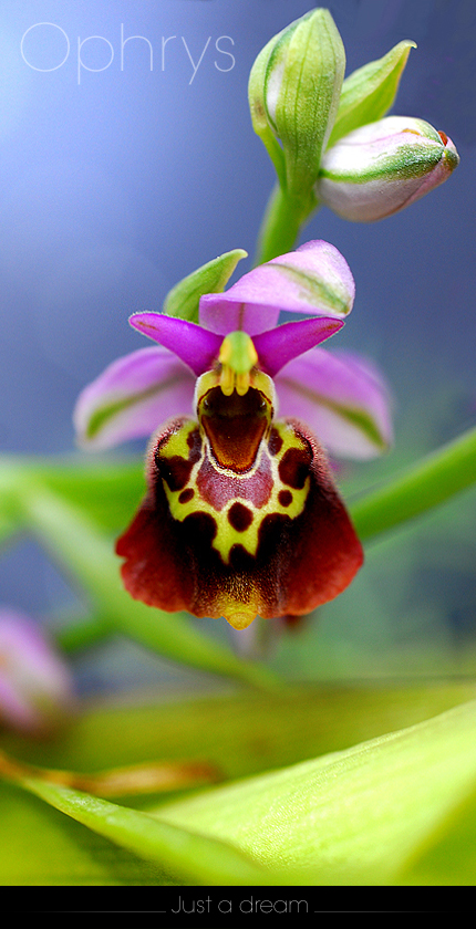 Ophrys