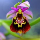 Ophrys