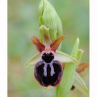 Ophrys de la passion