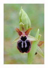 Ophrys de la passion