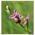 Ophrys de l'Aveyron