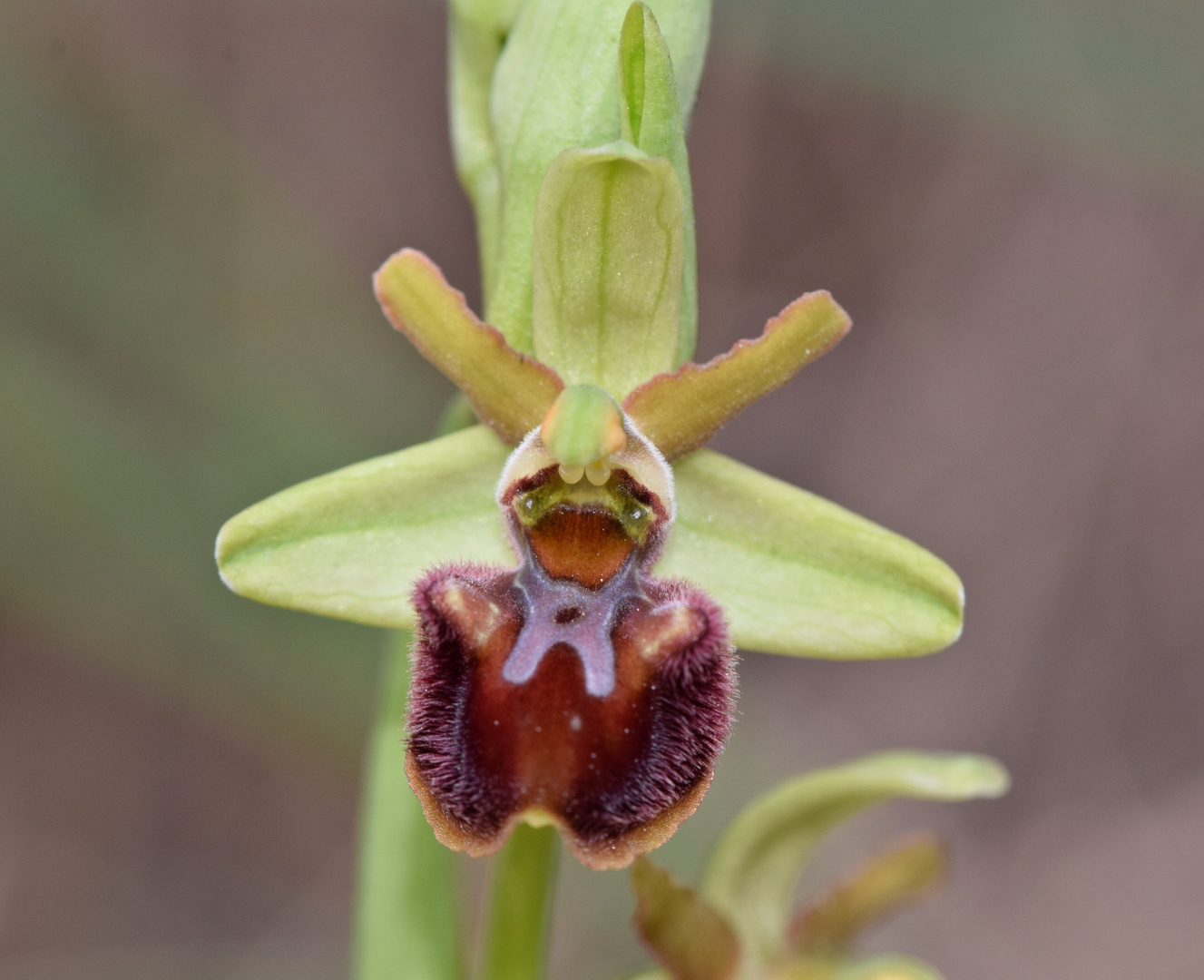 Ophrys de Marseille 