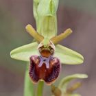 Ophrys de Marseille 