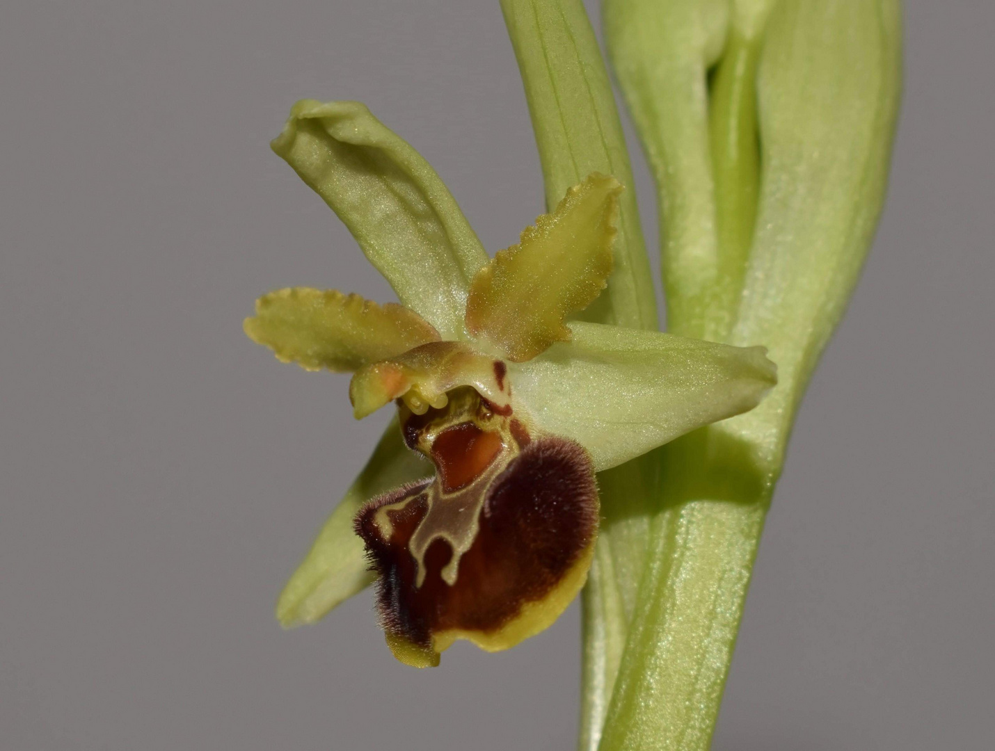 Ophrys de Marseille 