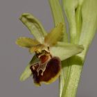 Ophrys de Marseille 