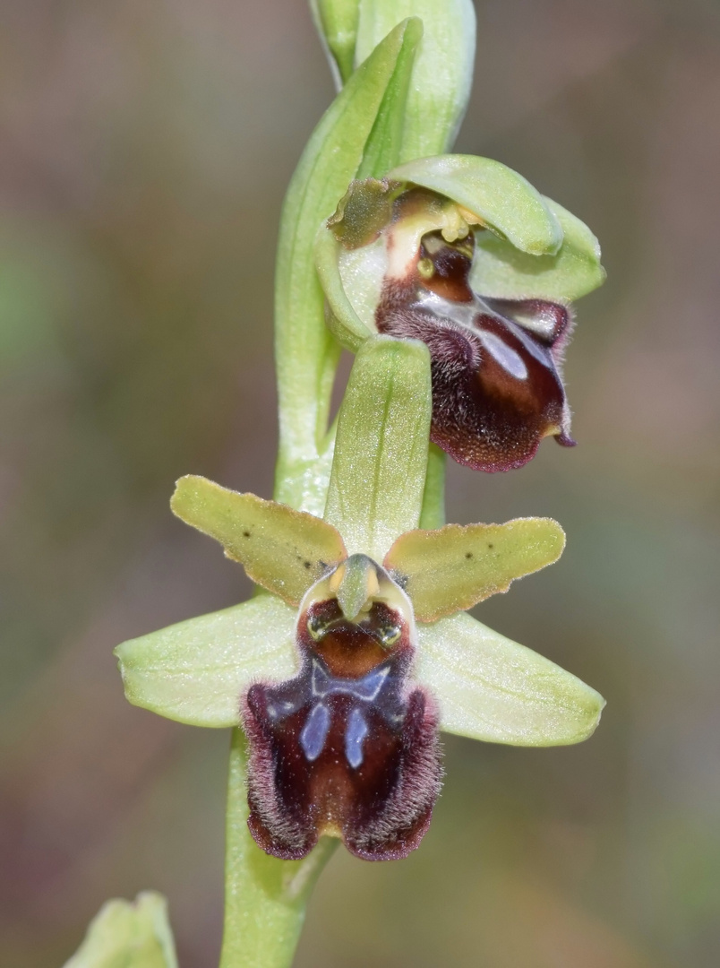 Ophrys de Marseille 