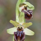 Ophrys de Marseille 