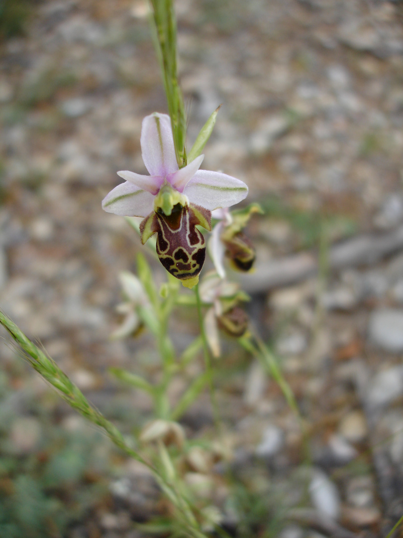 Ophrys de Saintonge