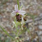 Ophrys de Saintonge