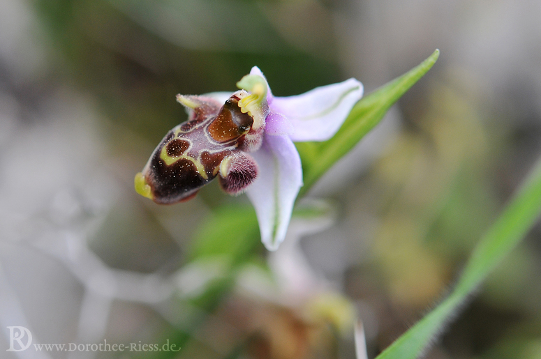 Ophrys dodekanensis