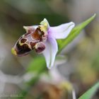 Ophrys dodekanensis