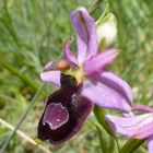 ophrys drumana
