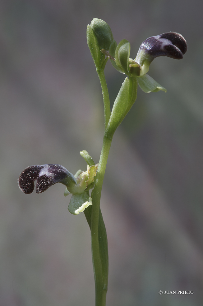 Ophrys dyris