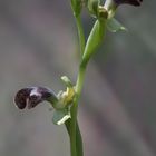 Ophrys dyris