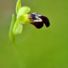 Ophrys eleonorae, Eleonores-Ragwurz 