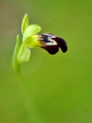 Ophrys eleonorae, Eleonores-Ragwurz 