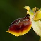 Ophrys epirotica