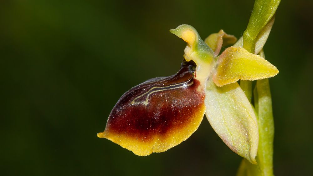 Ophrys epirotica