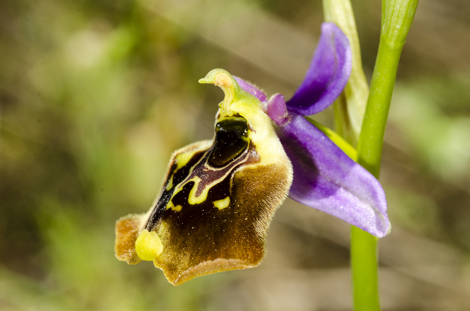 Ophrys episcopalis