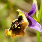 Ophrys episcopalis