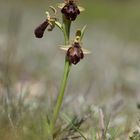 Ophrys exaltata subsp marzuola x Ophrys speculum